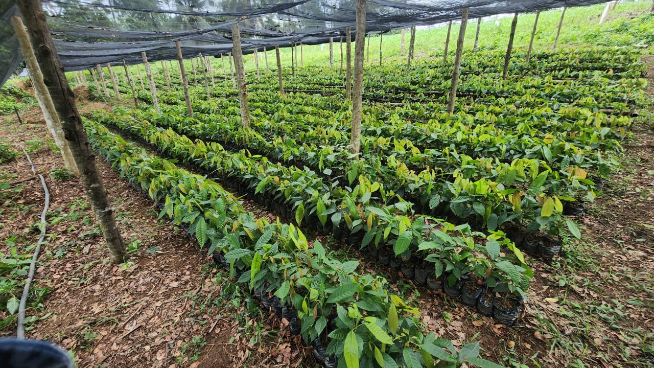 Vivero de Cacao